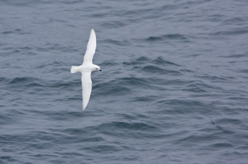 Snow Petrel In Flight